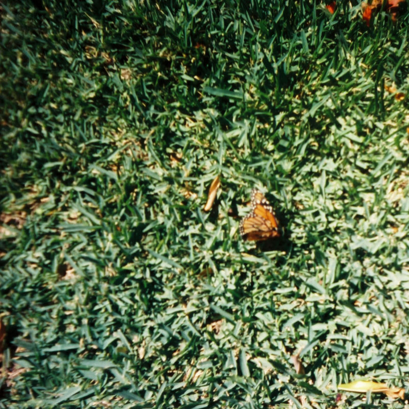 butterfly